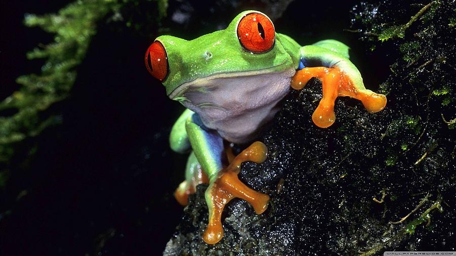 Wildlife Digital Art - Red Eyed Tree Frog #1 by Super Lovely
