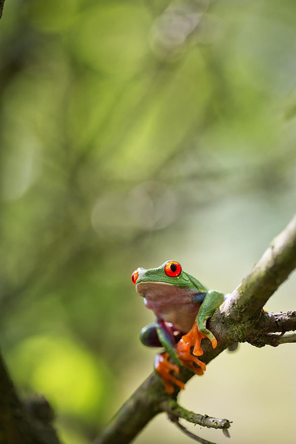 red eyed treefrog -  Costa Rica #1 Photograph by Dirk Ercken