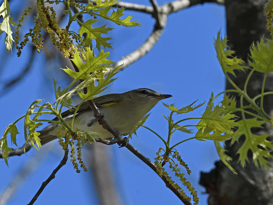 Red-eyed Vireo In Oak Tree Photograph