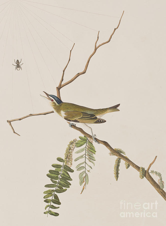 Audubon Painting - Red Eyed Vireo by John James Audubon Audubon Painting - Red Eyed Vireo by John James Audubon