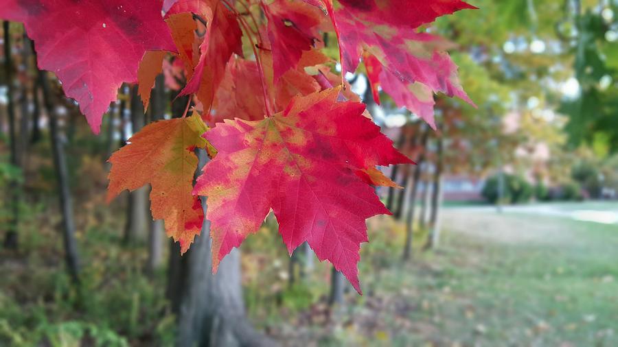 Landscape Photograph - Red fall #1 by Yazid Ismail Landscape Photograph - Red fall #1 by Yazid Ismail