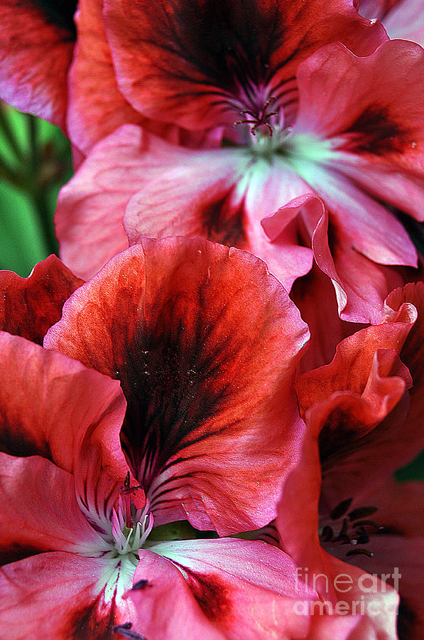 Red Floral #1 Photograph by Clayton Bruster
