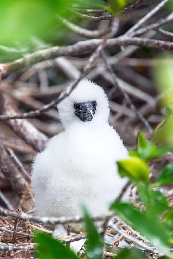 Boobies Photograph - Red Footed Booby Chick #1 by Jess Kraft
