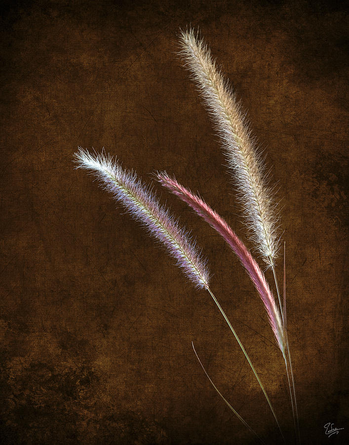 Red Fountain Grass #1 Photograph by Endre Balogh