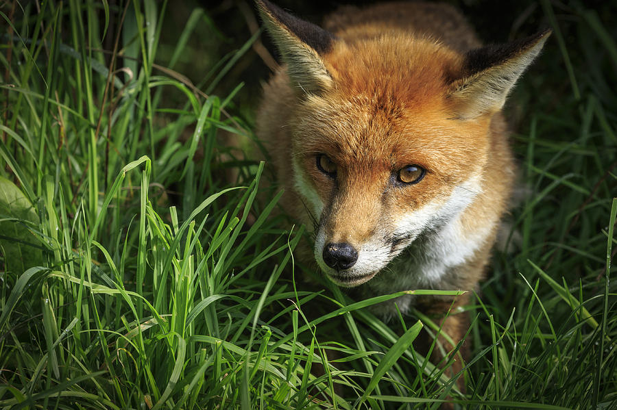 Red Fox Photograph by Chris Smith - Fine Art America