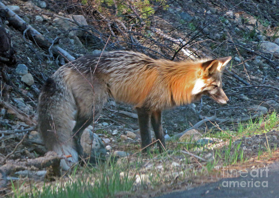 Red Fox #1 Photograph by Cindy Murphy - NightVisions