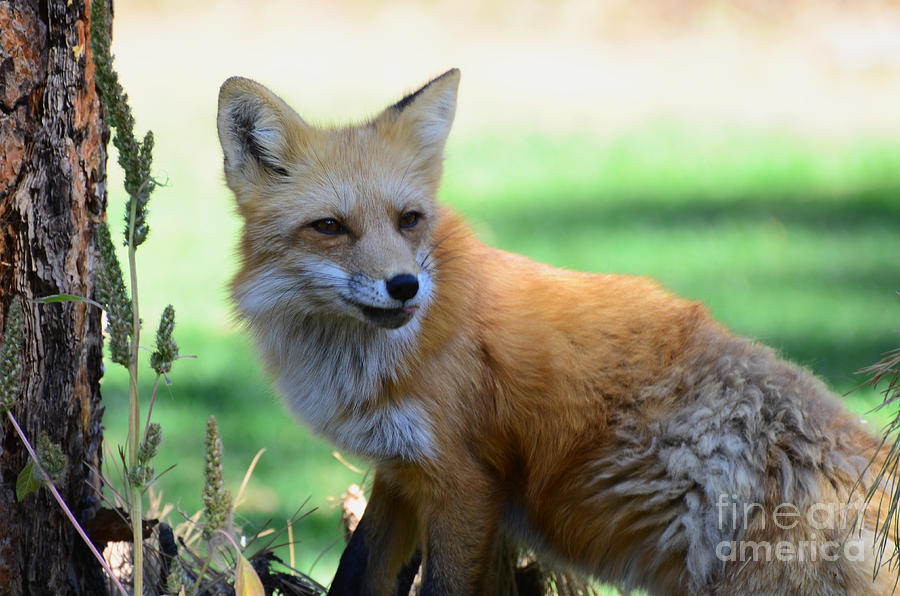 Red Fox Photograph by Debby Pueschel