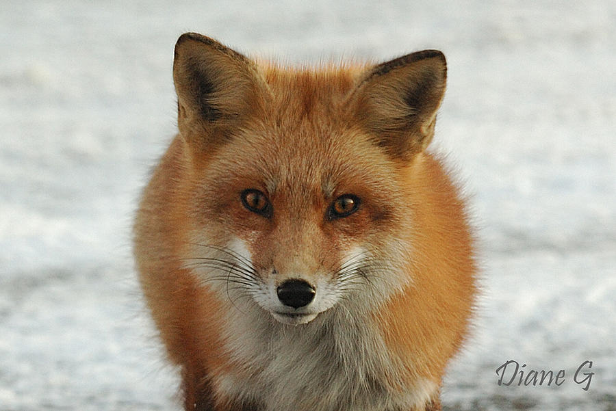Red Fox #1 Photograph by Diane Giurco