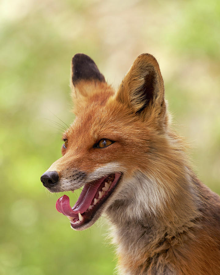 Mammals Photograph - Red Fox by Doug Herr Mammals Photograph - Red Fox by Doug Herr