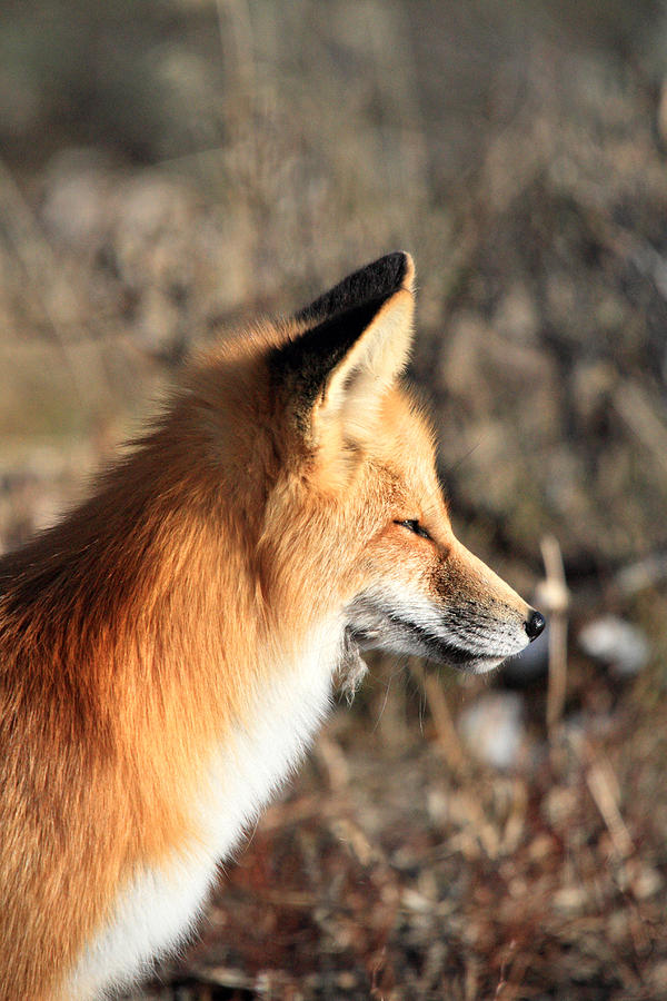 Red fox enjoying the  warm sunlight #1 Photograph by Pierre Leclerc Photography