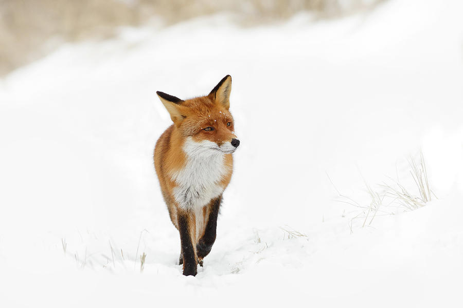 Winter Photograph - Red Fox in a White Winter Wonderland #1 by Roeselien Raimond