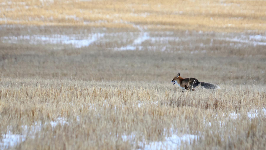 Winter Photograph - Red Fox #1 by Jouko Lehto