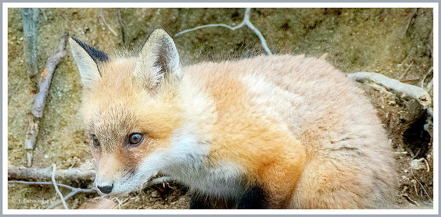 Red Fox Kit #1 Photograph by A Macarthur Gurmankin