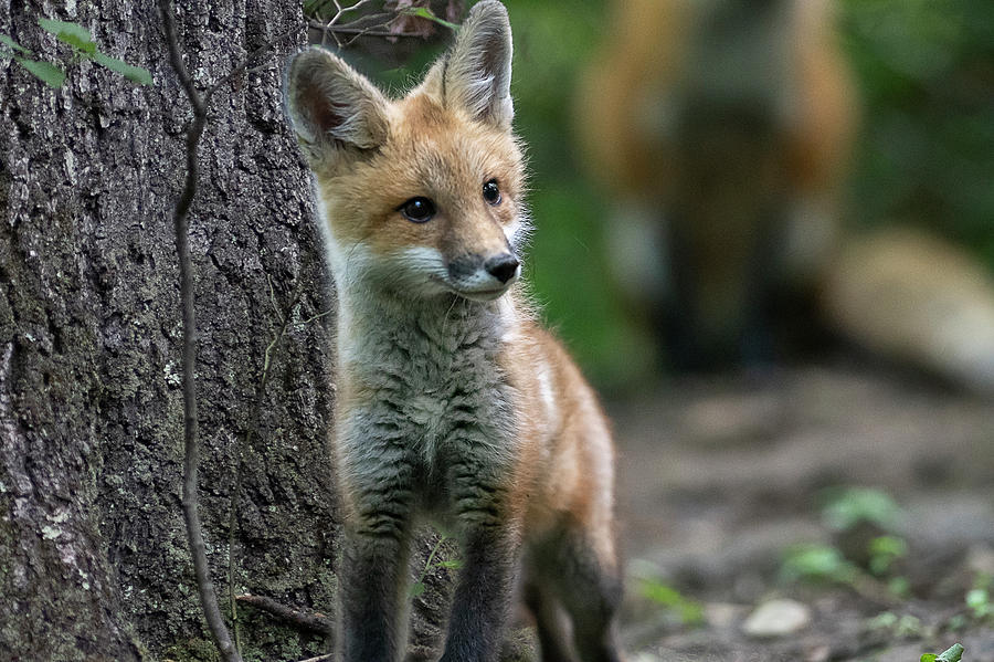 Red fox kit in the woods #1 Photograph by Dan Friend