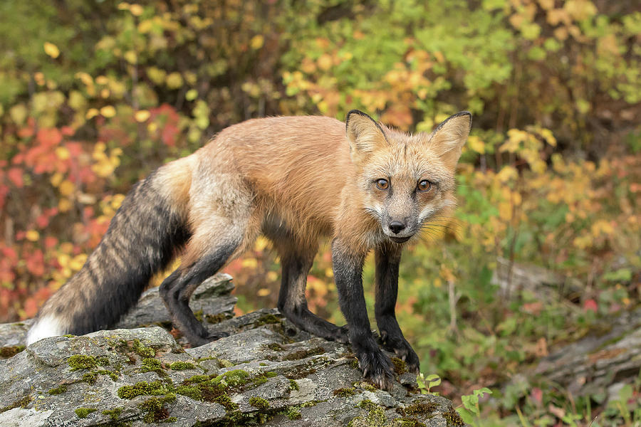 Red Fox #1 Photograph by Mary Jo Cox