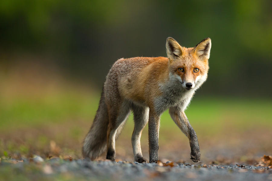 Red Fox #1 Photograph by Milan Zygmunt