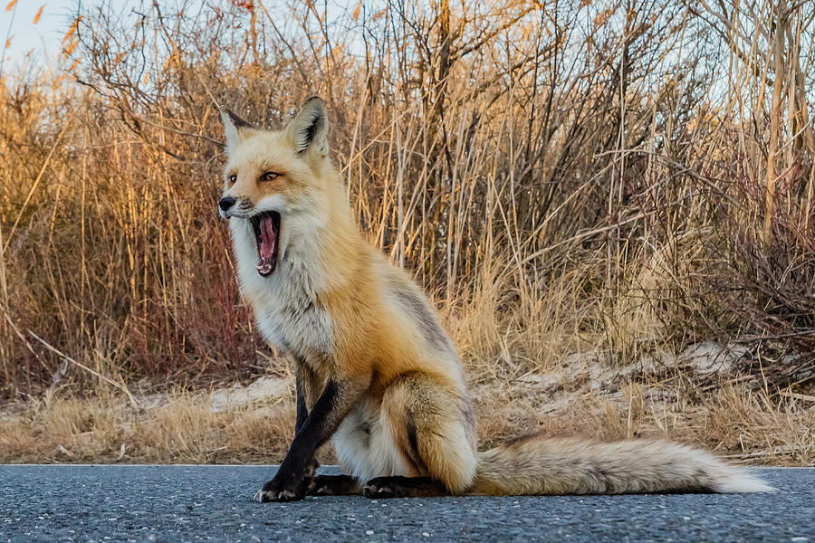 Red fox mouth open #1 Photograph by SAURAVphoto Online Store
