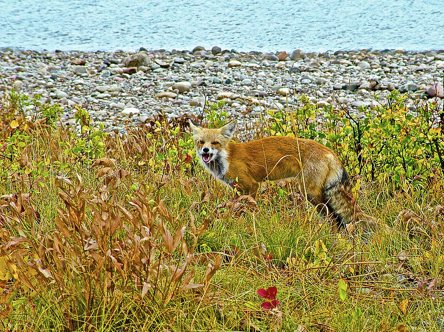 Red Fox near Jackson Lake in Grand Tetons National Park, Wyoming #1 Photograph by Ruth Hager