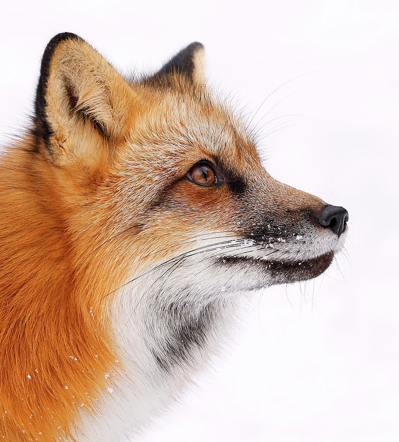 Red Fox Portrait #1 Photograph by Athena Mckinzie