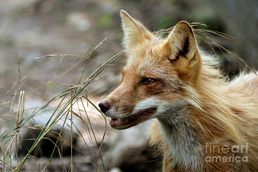 Red fox portrait Photograph by Sam Rino