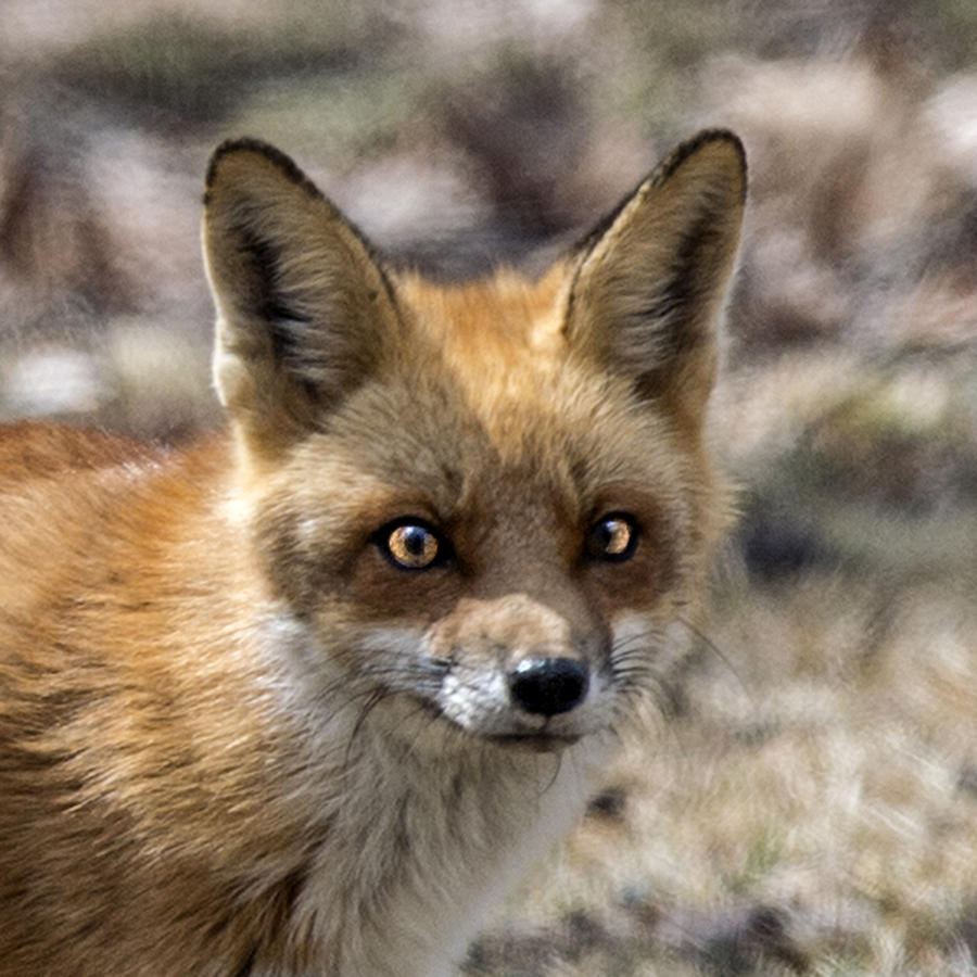 Red Fox Portrait #1 Photograph by William Bitman