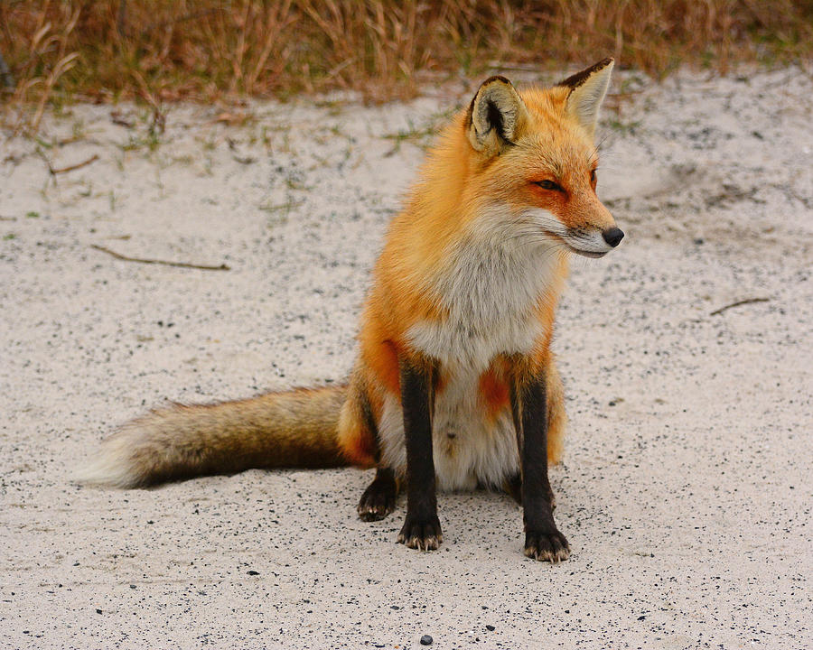 Red Fox 3 Photograph by Raymond Salani III