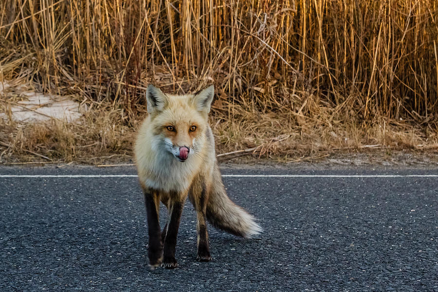 Red fox #1 Photograph by SAURAVphoto Online Store
