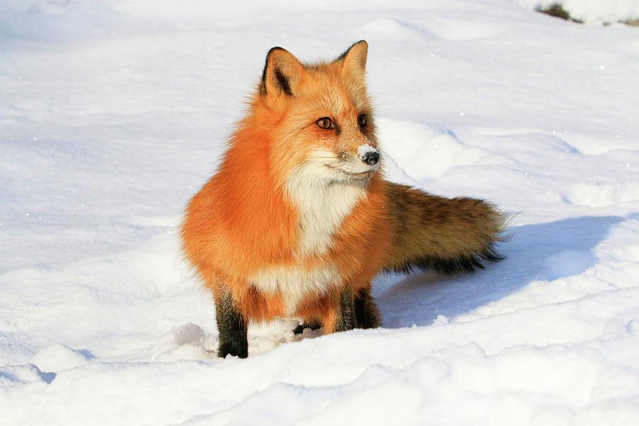 Red Fox #1 Photograph by Steve McKinzie
