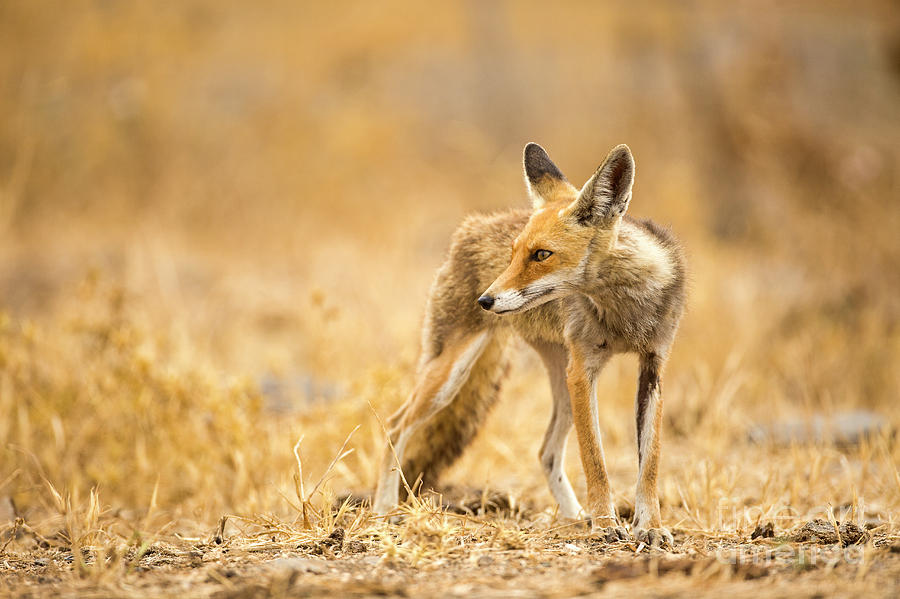 Red Fox Vulpes vulpes #1 Photograph by Alon Meir
