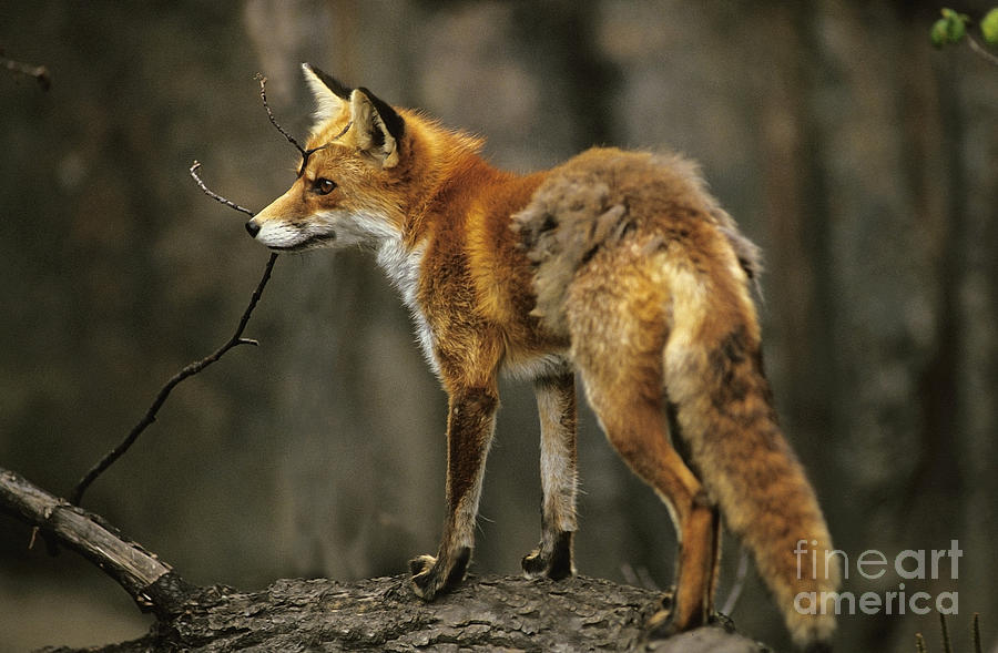Red Fox Vulpes Vulpes #1 Photograph by Gerard Lacz