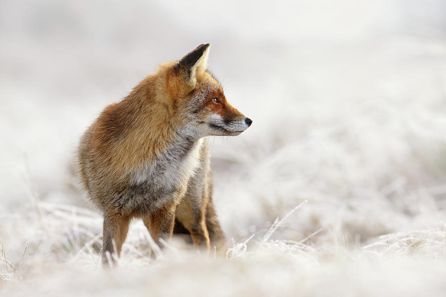 Fox Photograph - Red Fox, White World #1 by Roeselien Raimond