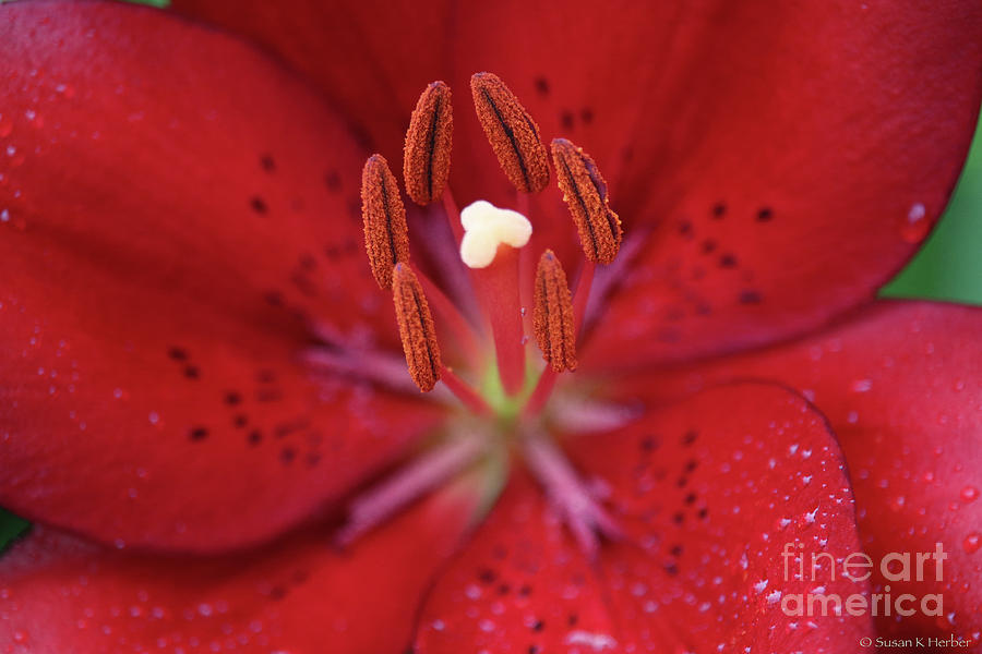 Red Freckles #1 Photograph by Susan Herber