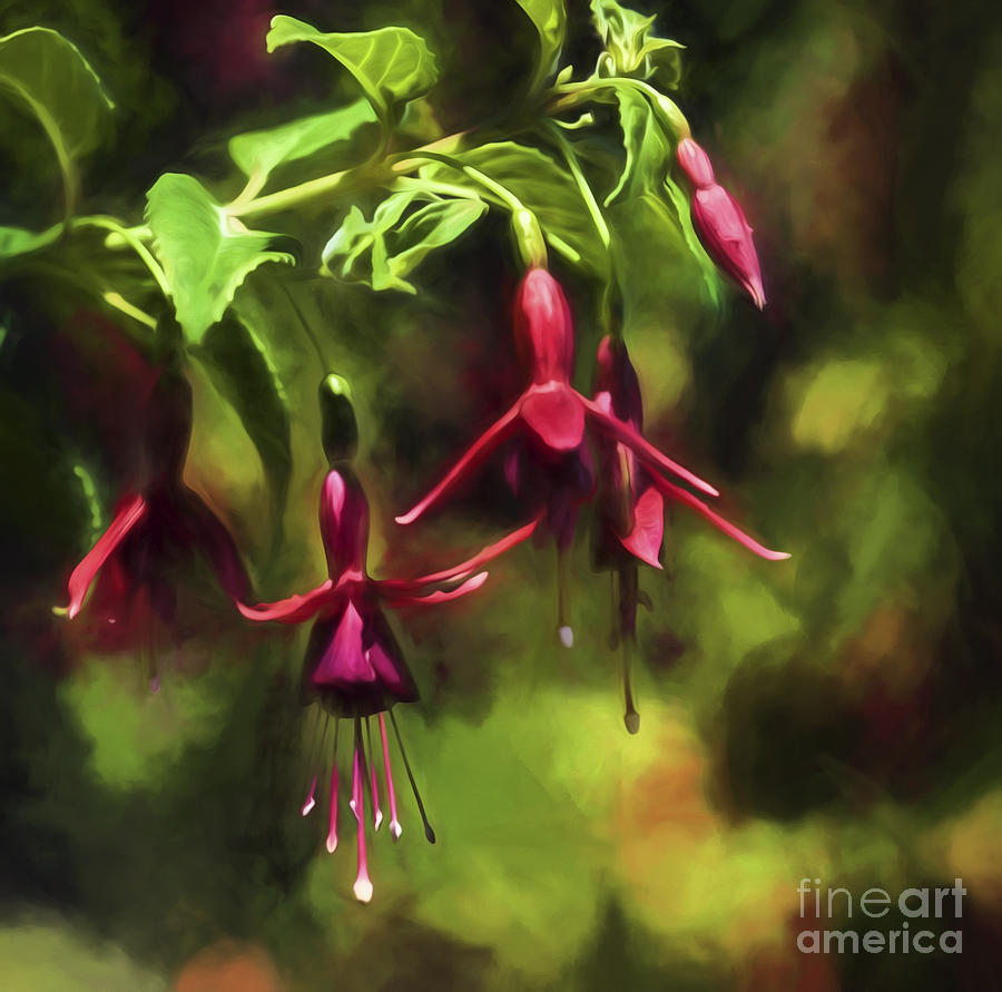 Red Fuchsias #1 Photograph by Shirley Mangini