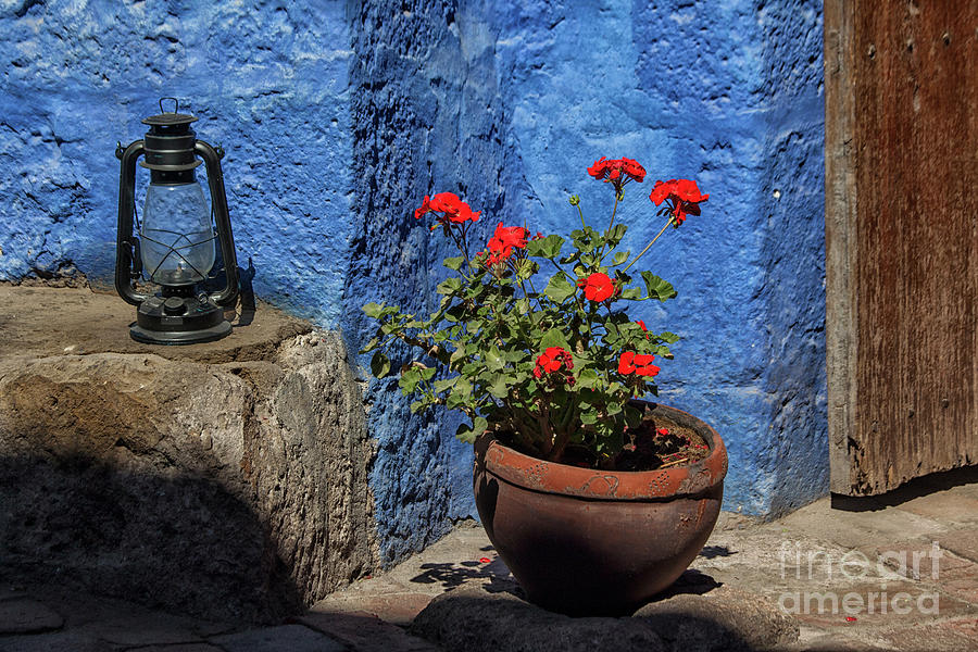 Red geranium near a blue wall Photograph by Patricia Hofmeester