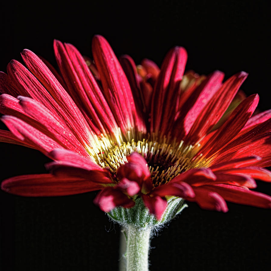 Nature Photograph - Red Gerbera 1 #2 by Steve Purnell