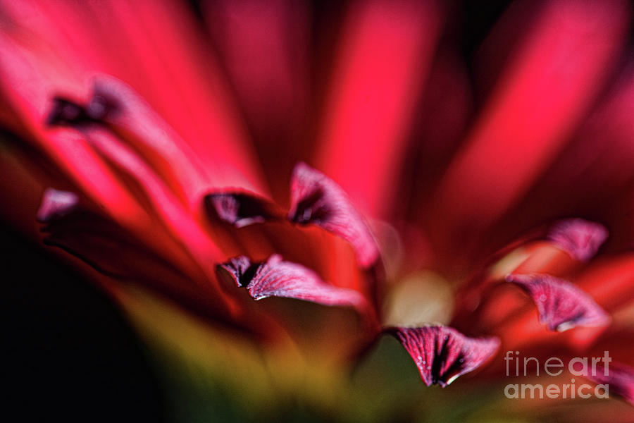 Red Gerbera 2 #2 Photograph by Steve Purnell