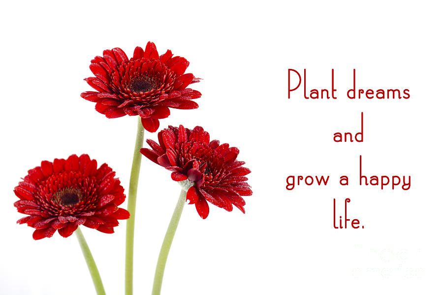 Red gerbera flowers with inspirational quote.  #1 Photograph by Milleflore Images