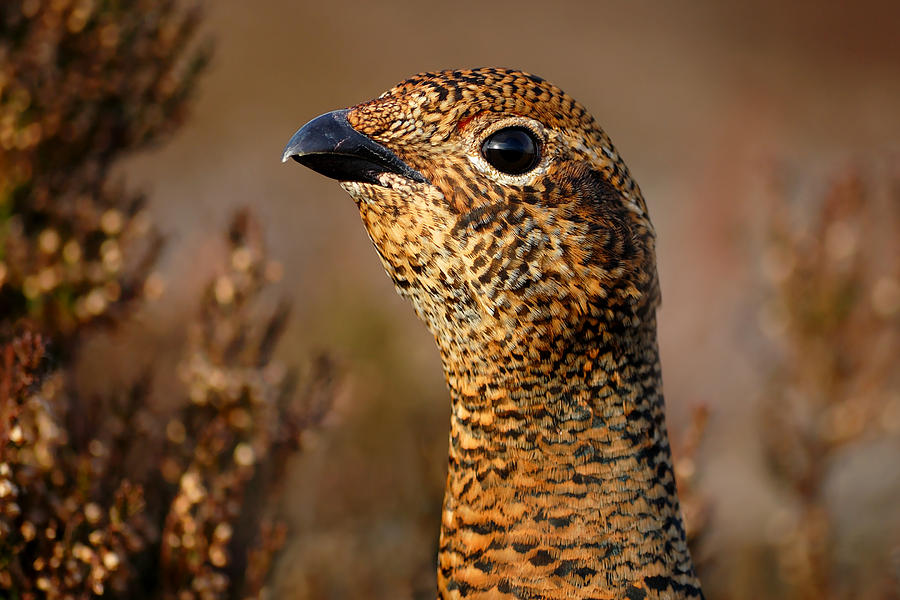Red Grouse Photograph - Red Grouse  #1 by Gavin MacRae