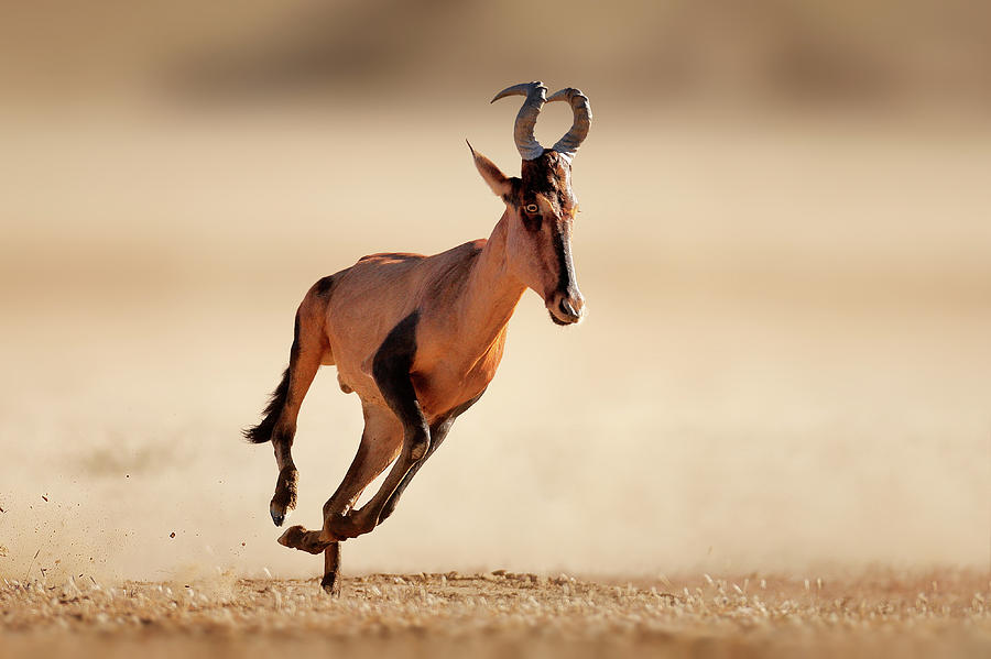 Red hartebeest running #1 Photograph by Johan Swanepoel