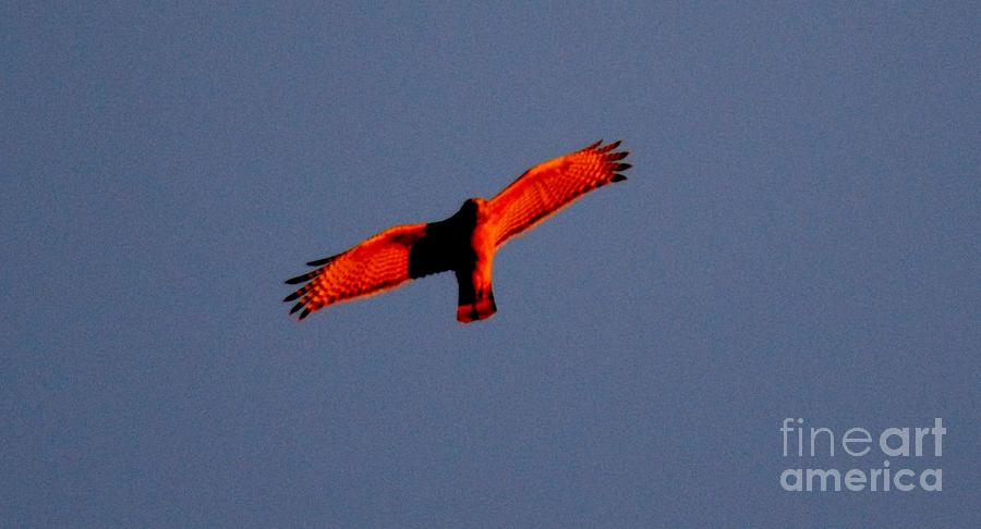 Red Hawk Photograph by Tamara Michael
