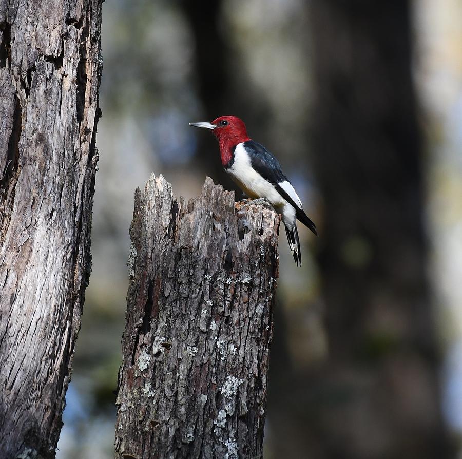 Red-headed Woodpecker #1 Photograph by David Campione