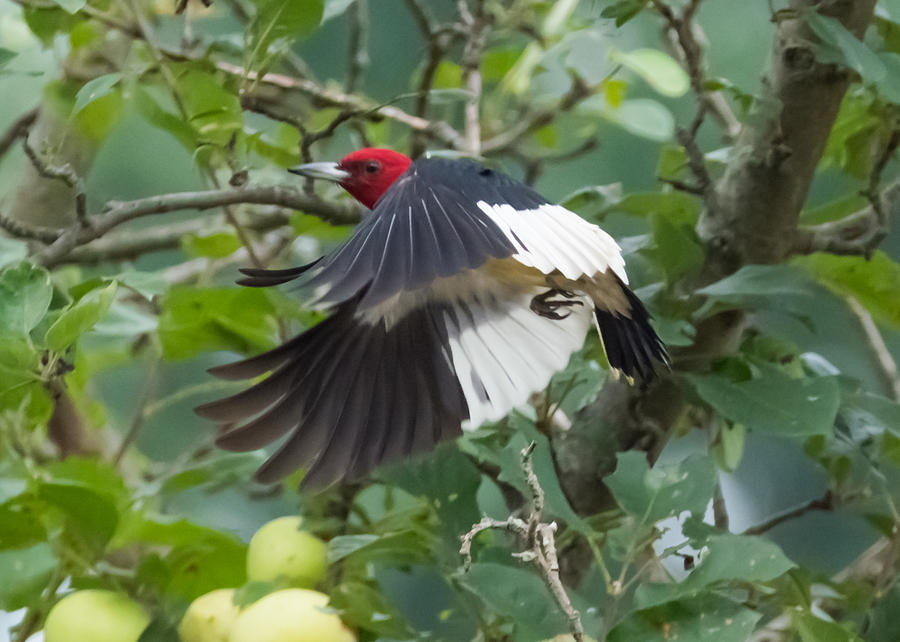 Red-Headed Woodpecker Photograph by Holden The Moment