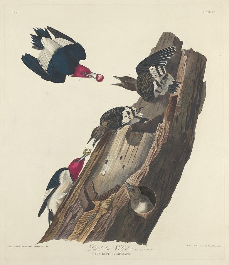 John James Audubon Drawing - Red-Headed Woodpecker #1 by Dreyer Wildlife Print Collections 