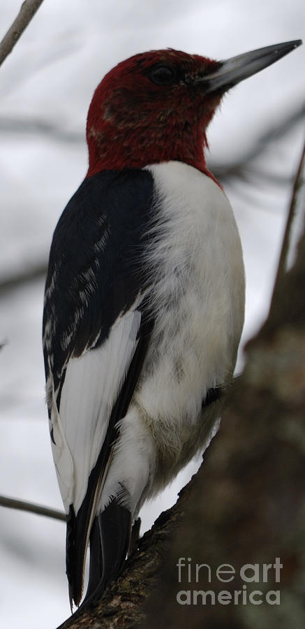 Red-headed Woodpecker Photograph by Randy Bodkins