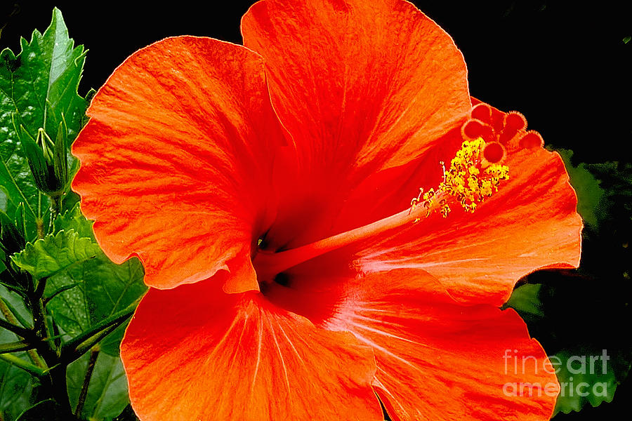 Red Hibiscus #1 Photograph by Frank Wicker