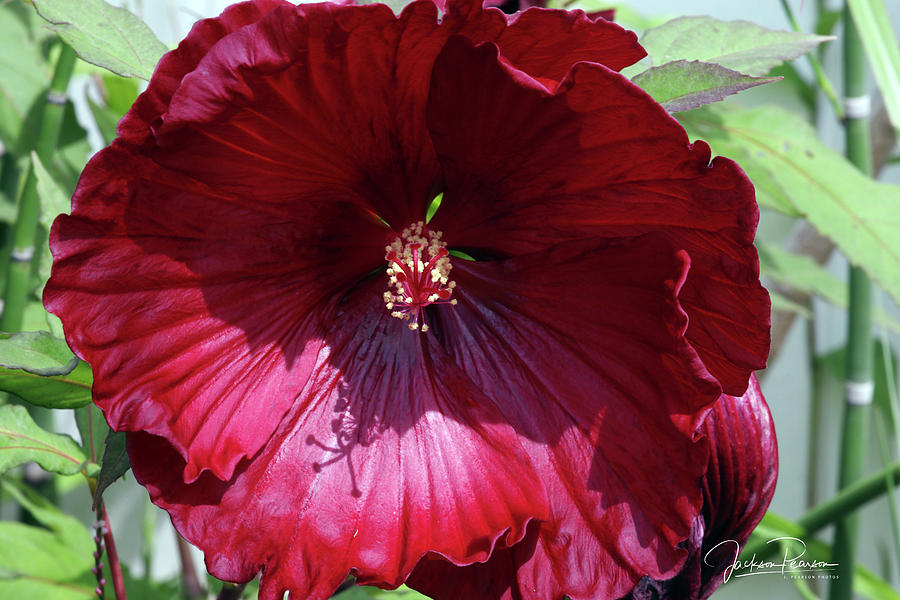 Red Hibiscus Photograph by Jackson Pearson
