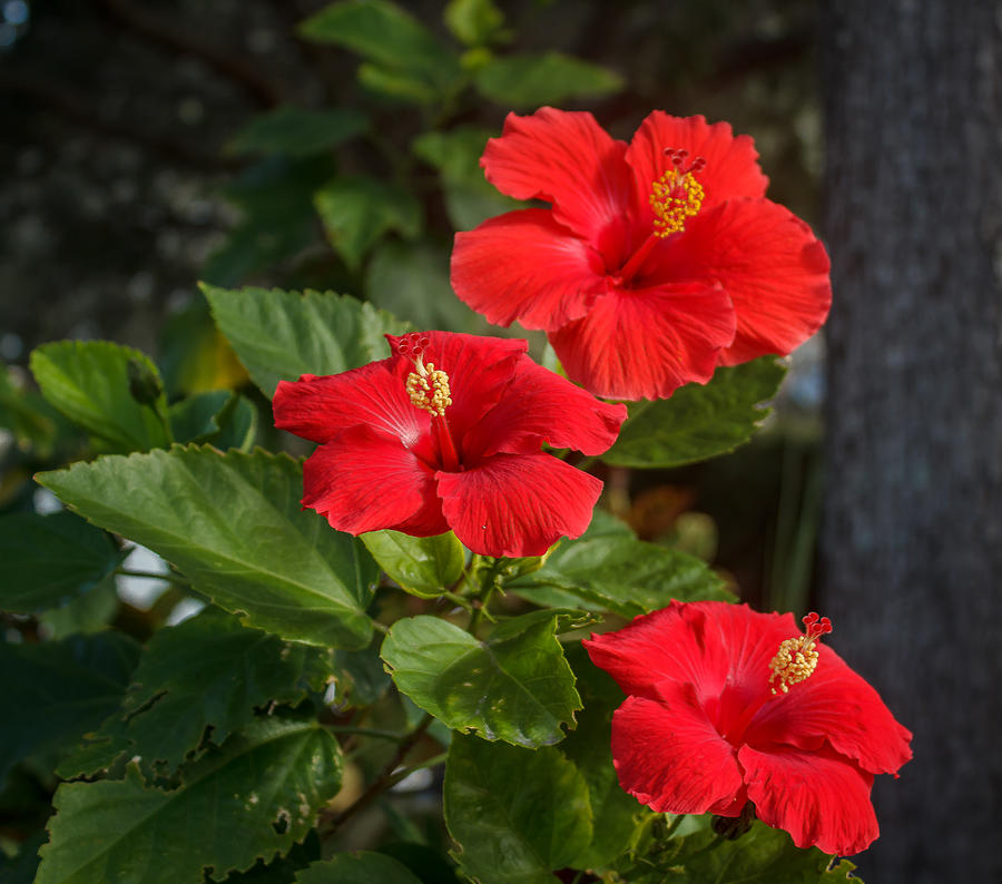 Red Hibiscus #1 Photograph by Jane Luxton