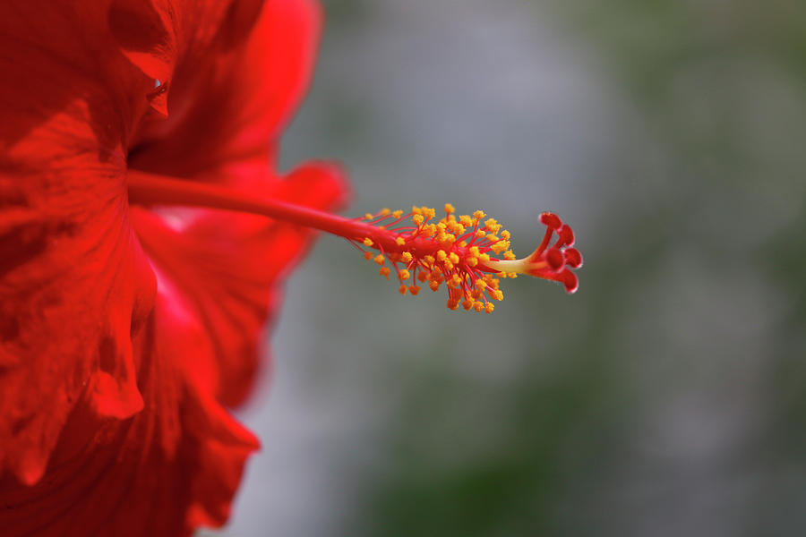 Red Hibiscus #1 Photograph by Teresa Wilson