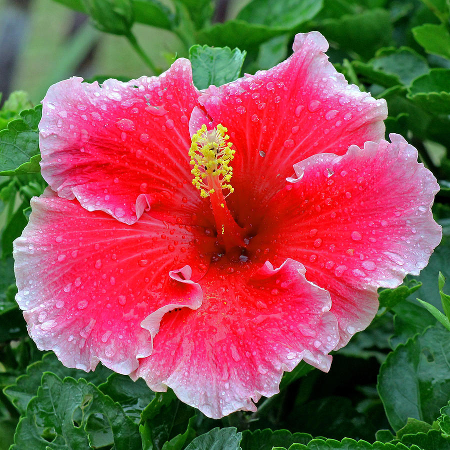 Red Hibiscus #2 Photograph by Tony Murtagh