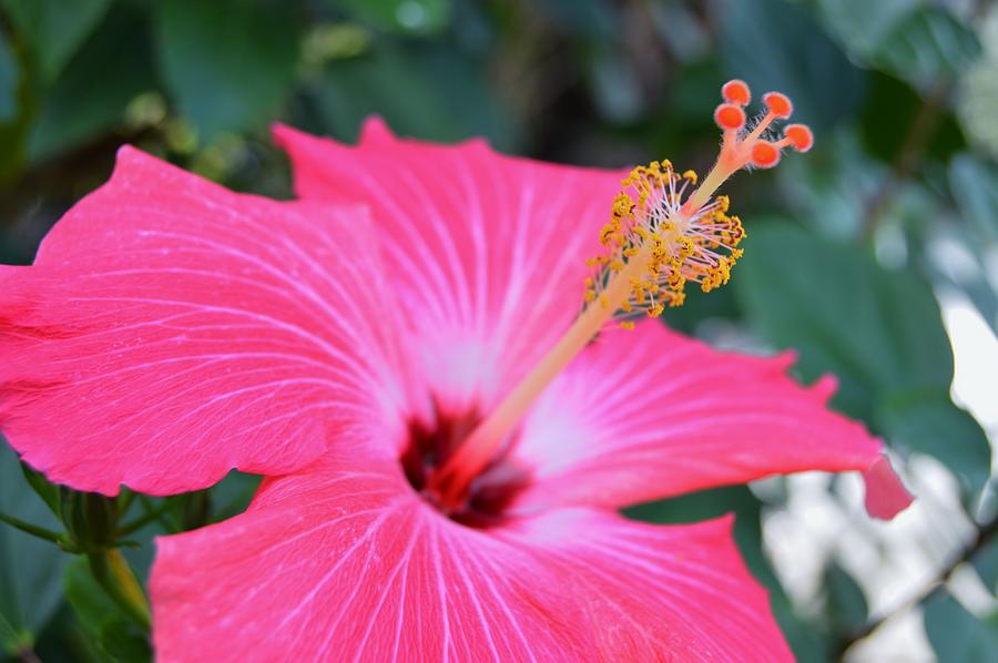 Red Hibiscus #1 Photograph by Warren Thompson